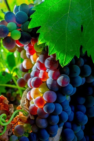 Ставропольские виноградари продолжают сбор столовых сортов винограда