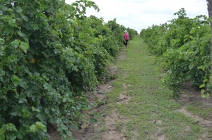 Ставрополье намерено развивать столовое виноградарство