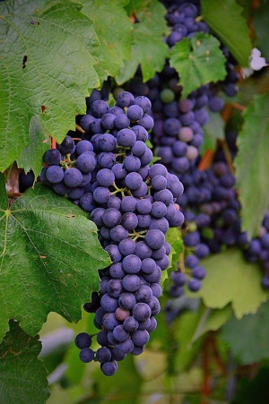 Ставропольские виноградари продолжают сбор винограда
