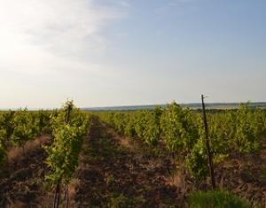 Итоги виноградовинодельческой отрасли края за 2016 год.