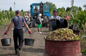 На Ставрополье началась массовая уборка янтарной ягоды и плодовых