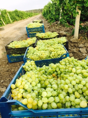 Урожай винограда на Ставрополье в 2019 году увеличился на 11%