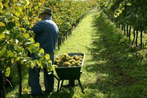 Минсельхозе края отмечают интерес Ставропольской молодежи к профессии виноградаря