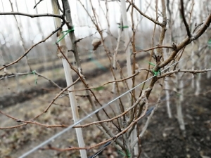 60 гектаров фруктовых садов появятся в ставропольских ЛПХ