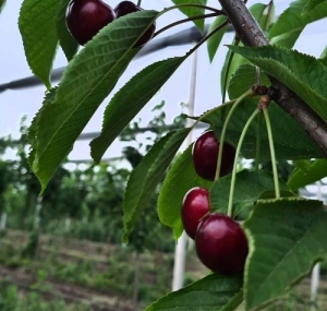 Молодой сад в Ипатовском округе дал первый урожай черешни