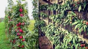 Съедобные сады: шпалерные персики и колоновидные яблони &ndash; новые тренды 2026 года в садоводстве