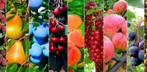 Плодово-ягодные итоги 2025 года: новые возможности и большой потенциал