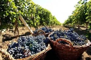 Будённовский район стал лидером Ставрополья по производству винограда