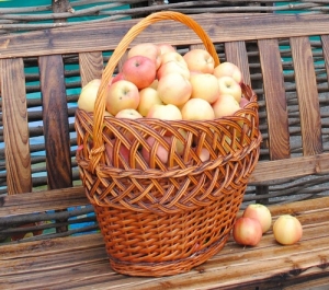 Специалисты ГКУ «Ставропольвиноградплодопром» поздравляют садоводов Ставрополья с Яблочным Спасом