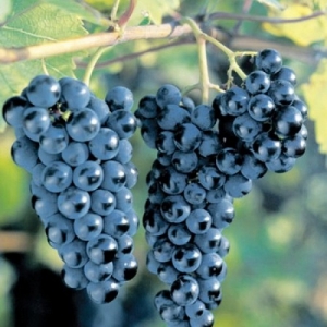 50 интересных фактов о вкусной и полезной ягоде – винограде