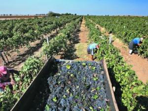 Развитием виноделия в Крыму займется новый госхолдинг