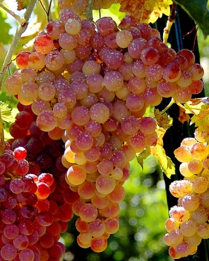 10 неожиданных фактов о винограде