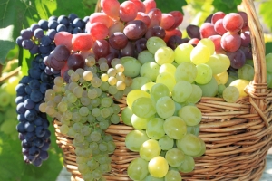 На Ставрополье продолжается выборочный сбор винограда