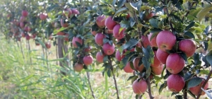 На Ставрополье продолжается сбор яблок