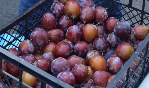 Уборка слив завершилась на Ставрополье