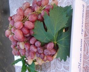 В Ставропольском крае собрали первые 10 000 тонн винограда.