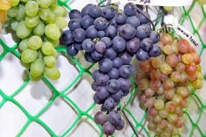 Первый в России учебный полигон элитного виноградарства создан в Севастополе