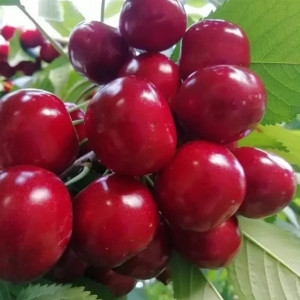 Ставропольская селекция черешни: многовековой опыт и сохранение традиций