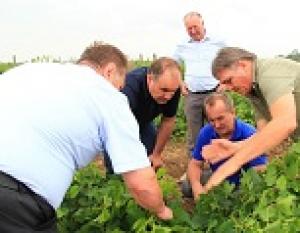 Минсельхоз: В Левокумском районе восстановлены практически все виноградники