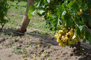 Уборка винограда стартовала в Ставропольском крае