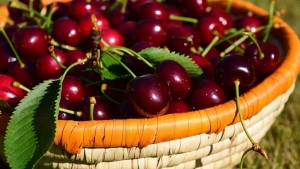 Летний сбор черешни продолжается на Ставрополье