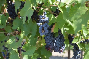 Ставропольские виноградари продолжают сбор винограда