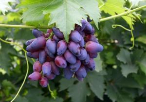 На Ставрополье началась уборка винограда столовых сортов
