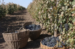 Совещание по вопросу предоставления государственной поддержки на стимулирование развития виноградарства и виноделия состоится в Министерстве сельского хозяйства Ставропольского края