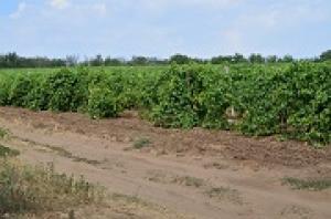 Итоги виноградовинодельческой отрасли края за 2015 год.
