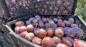 Сбор слив активно идёт в Ставропольском крае