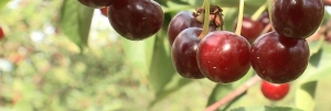 Красный урожай: на Ставрополье продолжается сбор вишни