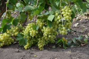 Разрабатываются нормативные правовые акты к новому закону о виноградарстве