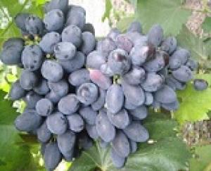 Виноградарями Ставрополья собранно 3 000 тонн янтарной ягоды.