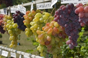Выставка винограда и вина состоится в Новочеркасске