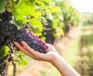 Молдавия надеется увеличить экспорт вина в Россию в 2016 году.