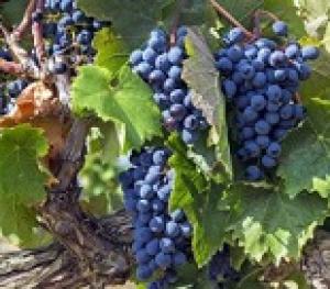 Минсельхоз начал разрабатывать концепцию развития виноградарства в России.