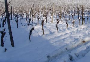 Заморозки повредили виноградники в Крыму