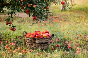 Ставрополье - лидер по производству яблок