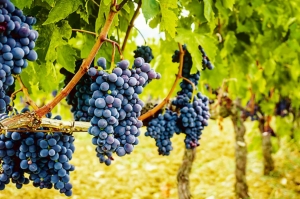 Совещание по вопросам оказания государственной поддержки на стимулирование развития виноградарства и виноделия пройдёт в Министерстве сельского хозяйства Ставропольского края