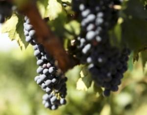 Россия вместе с Крымом побьют прошлогодний рекорд сбора винограда