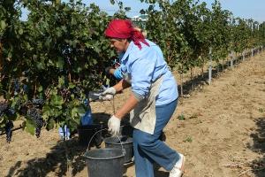 Крыму выделят 650 миллионов рублей на виноградники