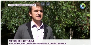 Алексей Лысенко рассказал телеканалу «Мир» о сборе клубники в Ставропольском крае