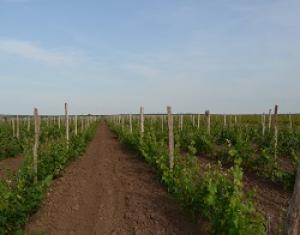 Возвращение Предгорного района в семью виноградарей