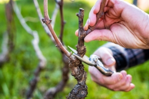 Весенне-полевые работы начались у виноградарей Ставропольского края