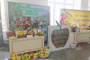 Ставрополье – один из лидеров в стране по производству яблок