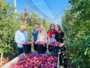 Благотворительный сбор яблок прошел в Труновском округе