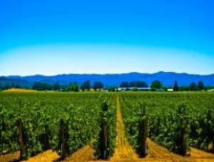 Испанские виноградари требуют повышения закупочных цен на виноград