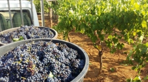 В Ставропольском крае завершен отбор получателей субсидии на предоставление государственной поддержки по виноградарству и виноделию