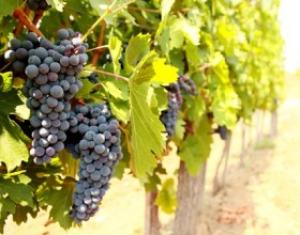 Без развития виноградарства Крым не станет самодостаточным регионом, – министр сельского хозяйства РК