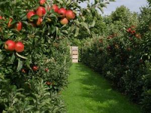 Интенсивный фруктовый сад с оптово-распределительным центром создан в Ставропольском крае